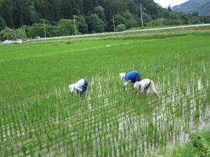 田の草取り