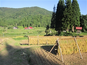 はせ掛け風景